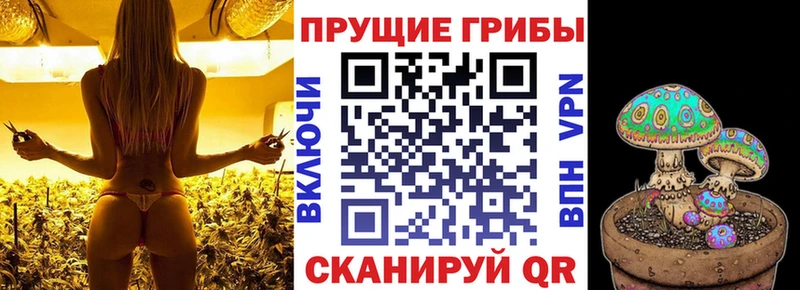 Псилоцибиновые грибы Psilocybine cubensis  где продают   Калач 